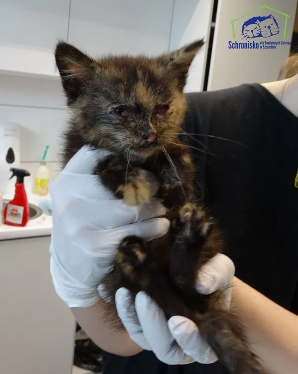 Znaleziono kota, Szczecin, 9 sierpnia 2025 (3/3)