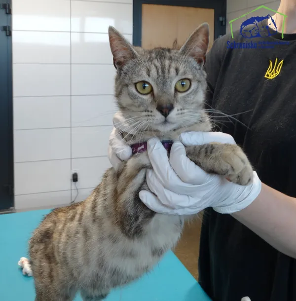 Znaleziono kota, Szczecin, 8 sierpnia 2025 (3/3)