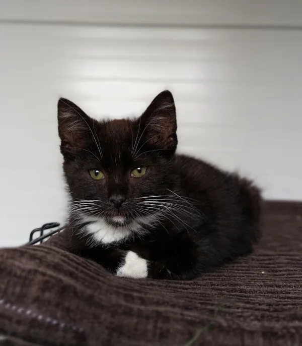 Oddam kota, Olsztyn, Likusy, 10 sierpnia 2025