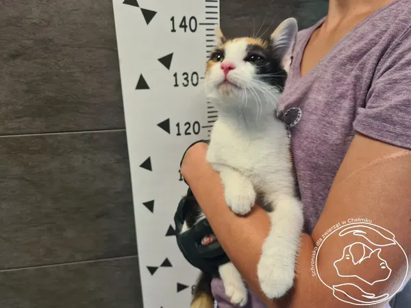 Kot do adopcji, Chełmek, 23 lipca 2025