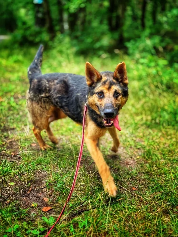 Pies do adopcji, Dłużyna Górna, 9 sierpnia 2025