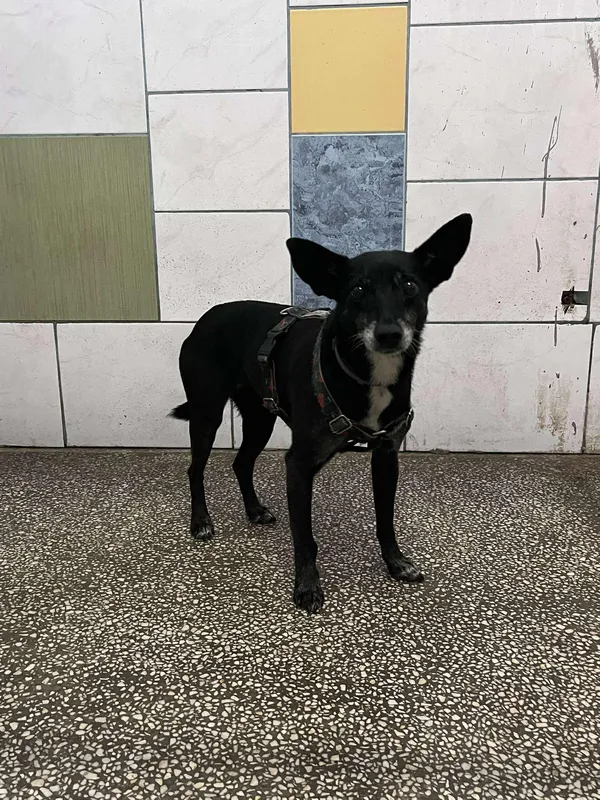 Pies do adopcji, Włocławek, 8 sierpnia 2025