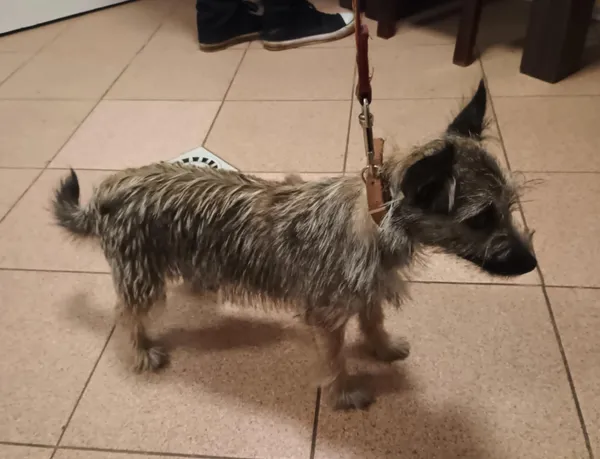 Pies do adopcji, Włocławek, 7 sierpnia 2025