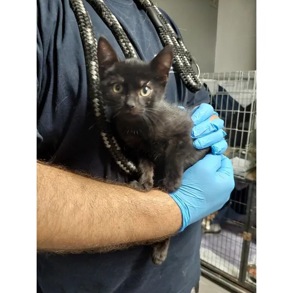 Znaleziono kota, Białystok, 4 sierpnia 2025