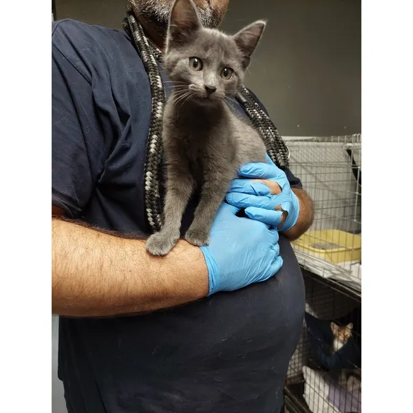 Znaleziono kota, Białystok, 4 sierpnia 2025