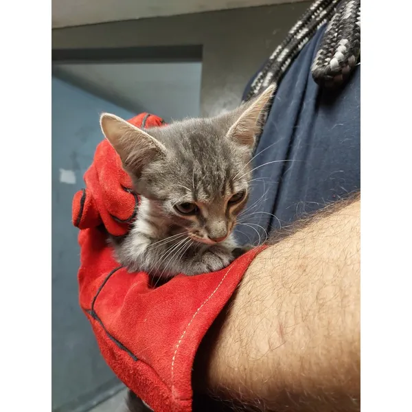 Znaleziono kota, Białystok, 4 sierpnia 2025