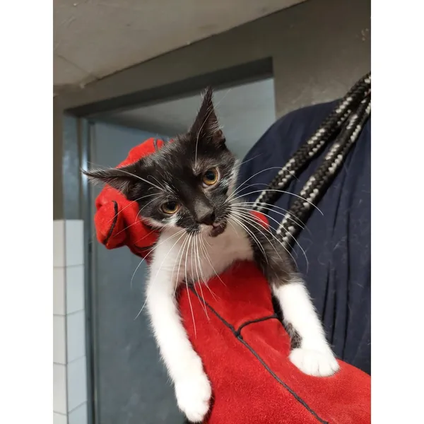 Znaleziono kota, Białystok, 4 sierpnia 2025