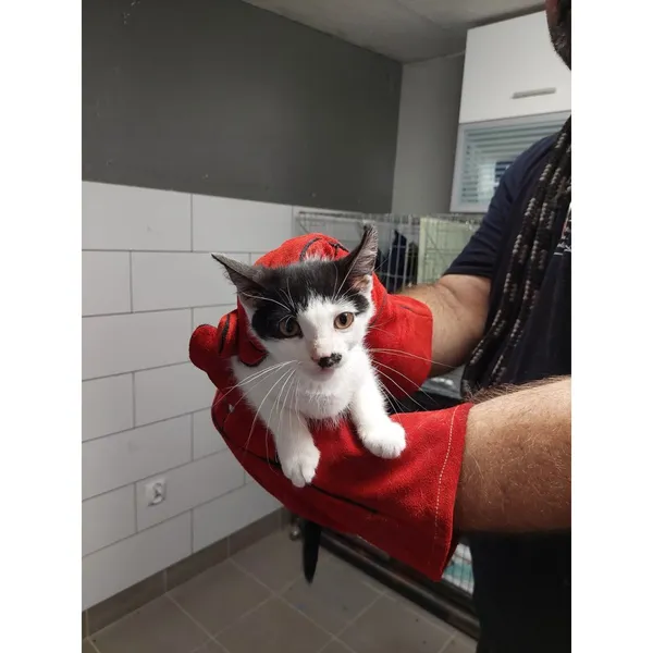 Znaleziono kota, Białystok, 4 sierpnia 2025