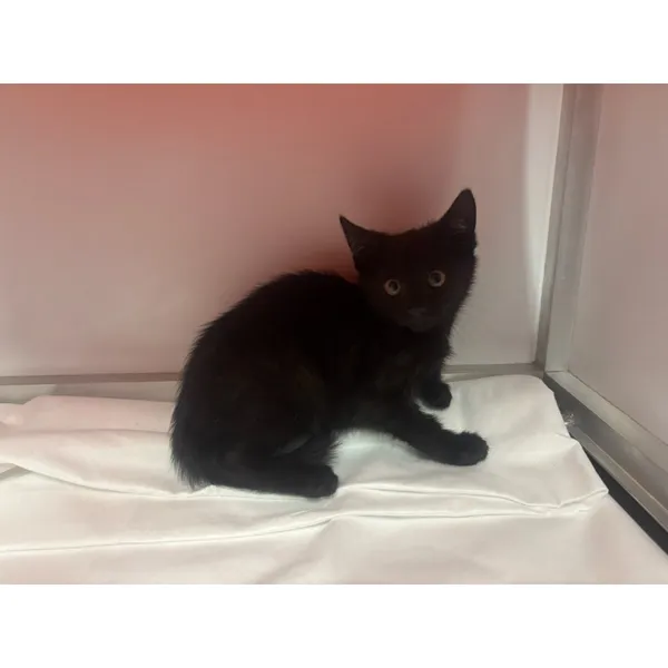 Znaleziono kota, Białystok, 6 sierpnia 2025