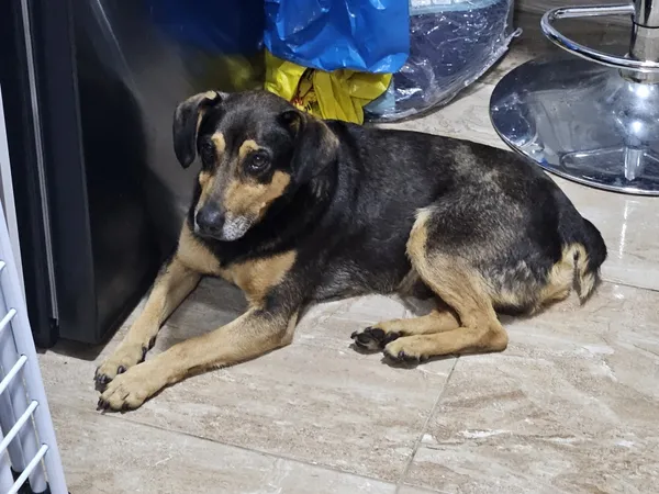 Znaleziono psa, Łódź, 9 sierpnia 2025