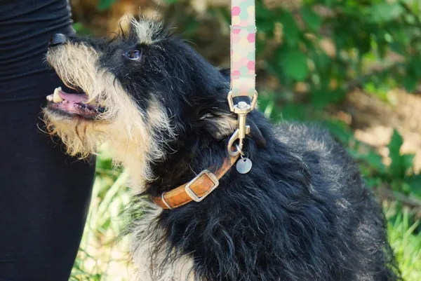 Pies do adopcji, Piła, 1 września 2020 (3/5)