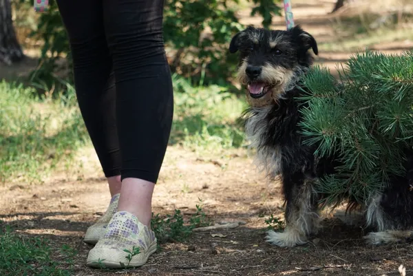 Pies do adopcji, Piła, 1 września 2020 (4/5)