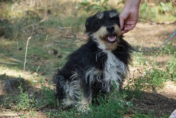 Pies do adopcji, Piła, 1 września 2020 (5/5)