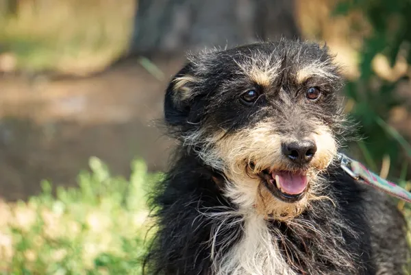 Pies do adopcji, Piła, 1 września 2020 (2/5)