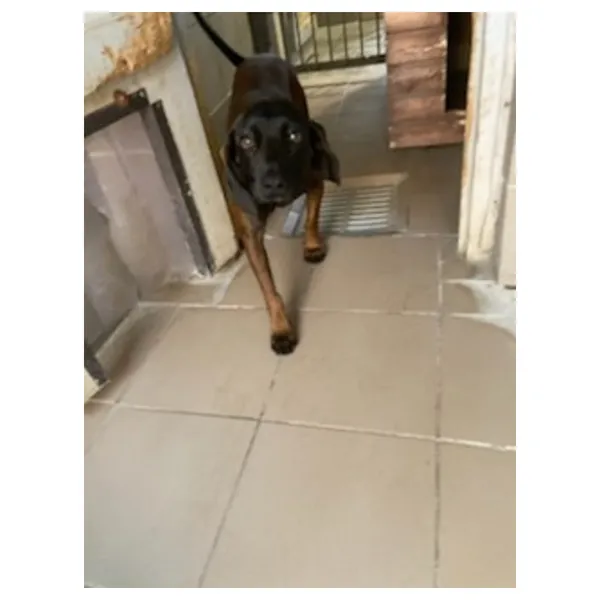 Znaleziono psa, Białystok, 10 sierpnia 2025