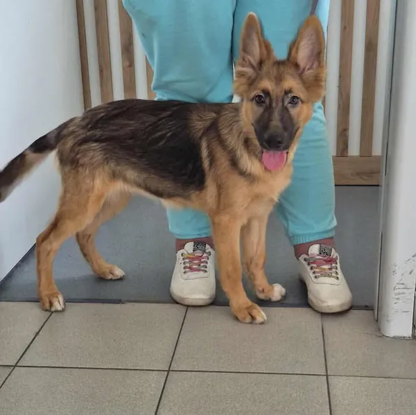 Znaleziono psa, Lublin, 10 sierpnia 2025