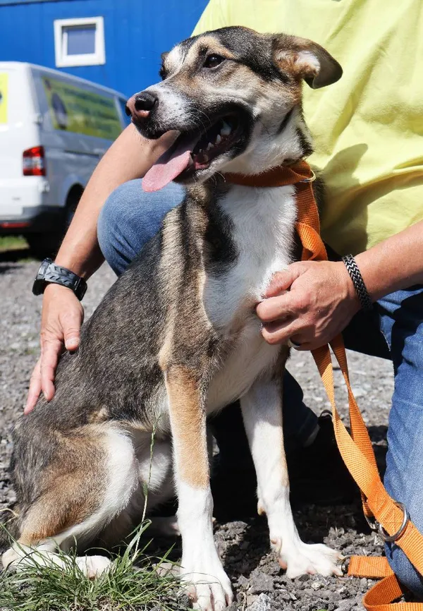 Znaleziono psa, Łódź, 10 sierpnia 2025 (1/5)