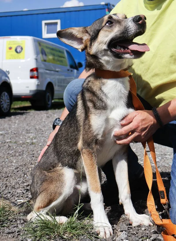 Znaleziono psa, Łódź, 10 sierpnia 2025 (3/5)