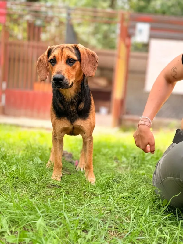 Pies do adopcji, Milanówek, 10 sierpnia 2025 (1/5)