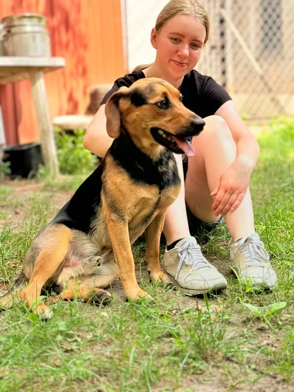 Pies do adopcji, Milanówek, 10 sierpnia 2025 (2/5)