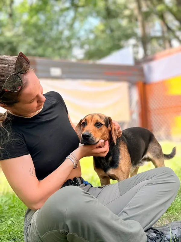 Pies do adopcji, Milanówek, 10 sierpnia 2025 (3/5)
