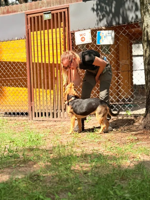 Pies do adopcji, Milanówek, 10 sierpnia 2025 (4/5)