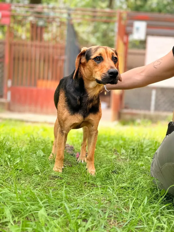 Pies do adopcji, Milanówek, 10 sierpnia 2025 (5/5)