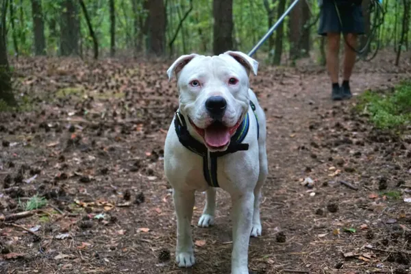 Pies do adopcji, Milanówek, 26 sierpnia 2025 (1/5)