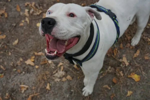 Pies do adopcji, Milanówek, 26 sierpnia 2025 (2/5)