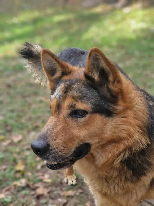 Pies do adopcji, Milanówek, 28 września 2025 (2/5)