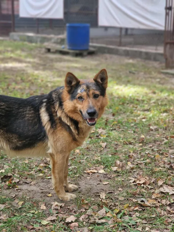 Pies do adopcji, Milanówek, 28 września 2025 (4/5)