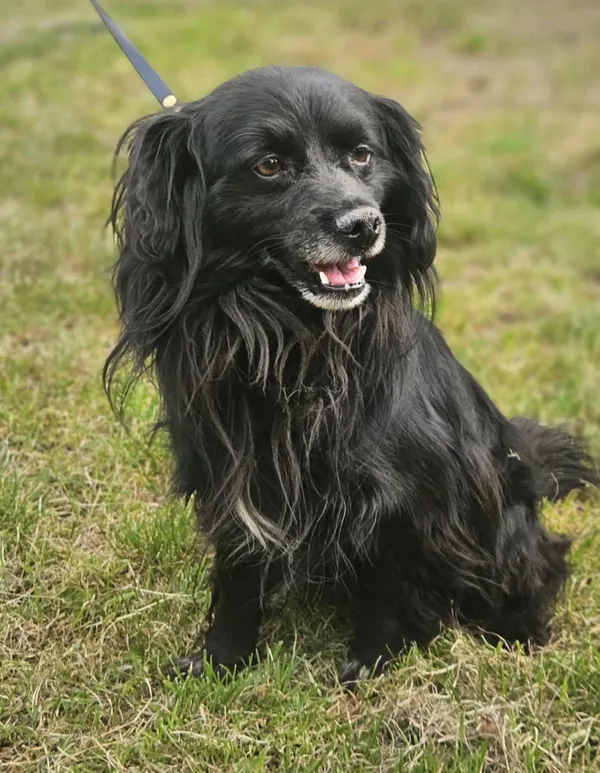 Pies do adopcji, Zgierz, 10 sierpnia 2025 (1/5)