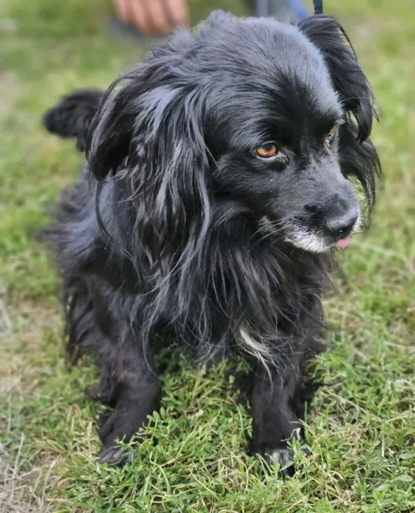 Pies do adopcji, Zgierz, 10 sierpnia 2025 (4/5)