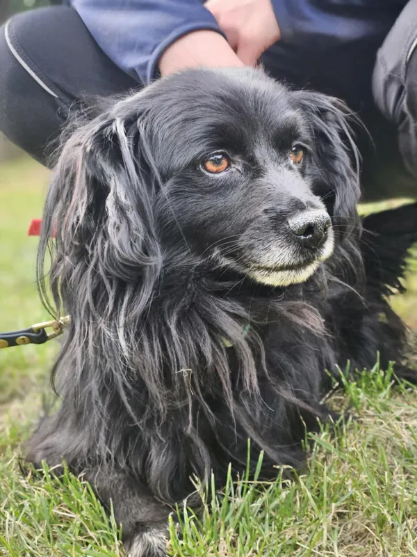 Pies do adopcji, Zgierz, 10 sierpnia 2025 (5/5)