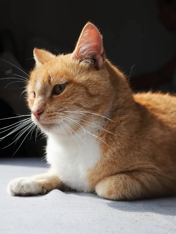 Znaleziono kota, Łódź, 10 sierpnia 2025 (1/4)