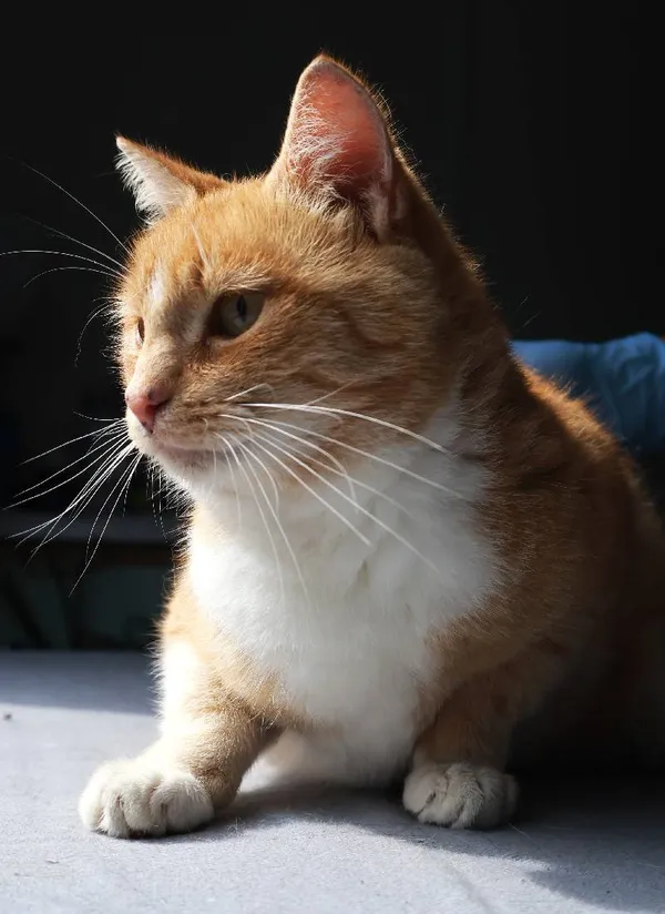 Znaleziono kota, Łódź, 10 sierpnia 2025 (4/4)