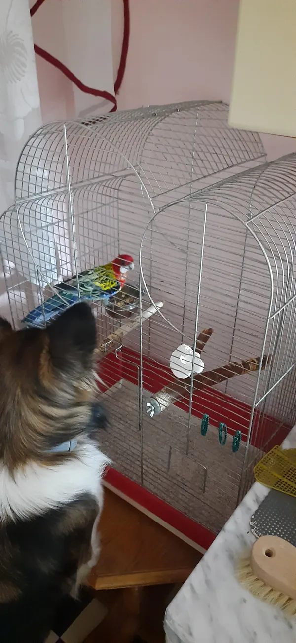 Zagineło zwierzę, Bytom, Miechowice, 11 sierpnia 2025