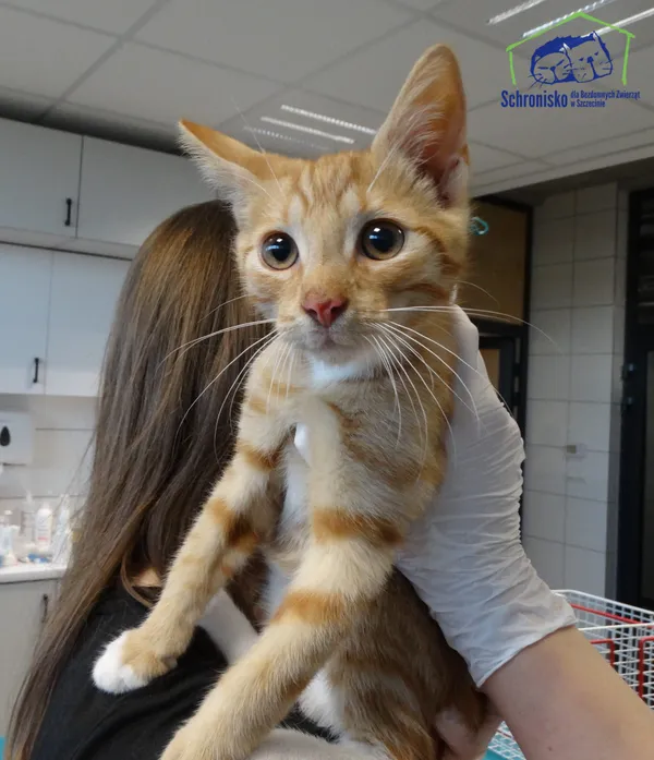 Kot do adopcji, Szczecin, 9 sierpnia 2025