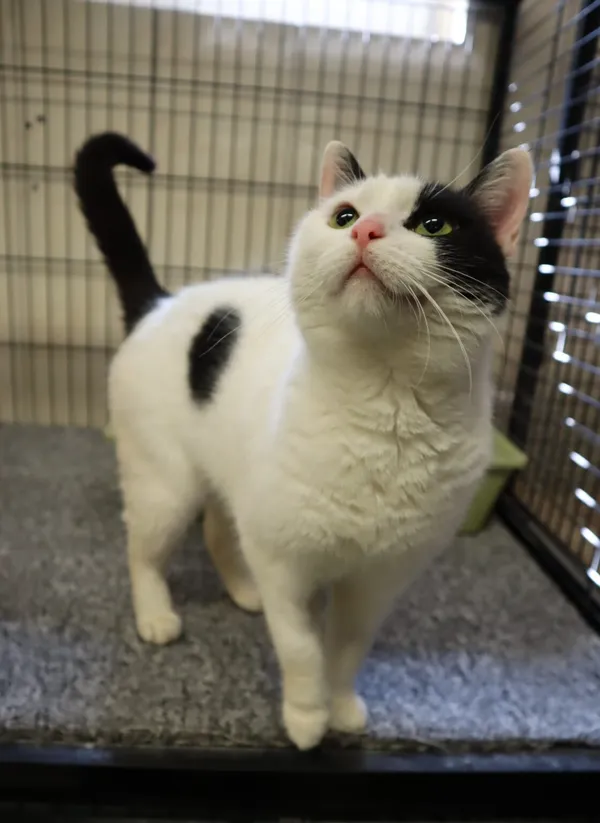 Kot do adopcji, Częstochowa, 19 listopada 2024 (2/3)