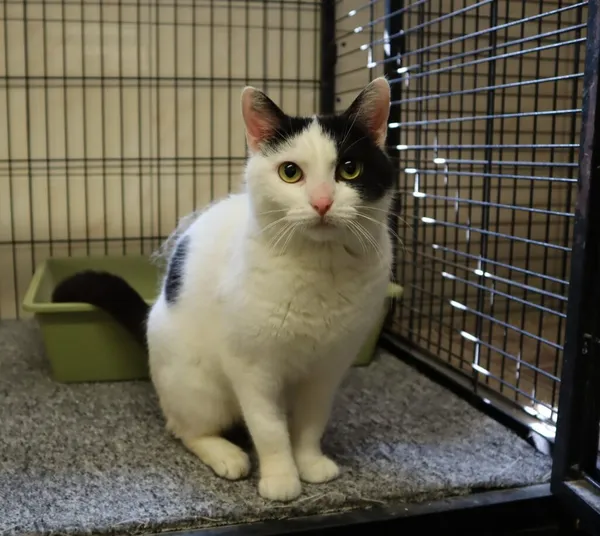 Kot do adopcji, Częstochowa, 19 listopada 2024 (3/3)