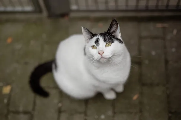 Kot do adopcji, Częstochowa, 8 kwietnia 2025 (1/5)