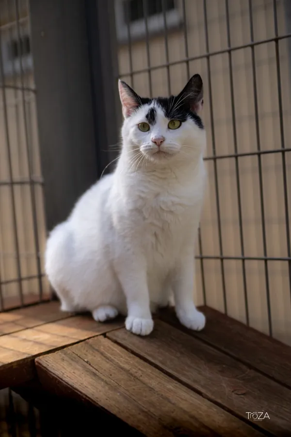 Kot do adopcji, Częstochowa, 8 kwietnia 2025 (2/5)