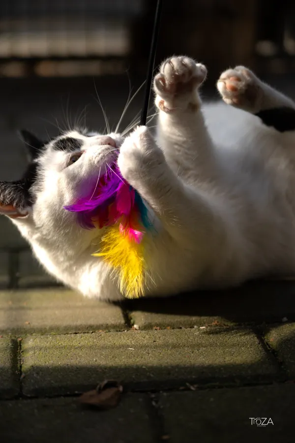 Kot do adopcji, Częstochowa, 8 kwietnia 2025 (3/5)