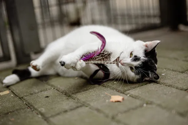 Kot do adopcji, Częstochowa, 8 kwietnia 2025 (5/5)