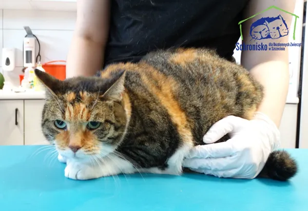 Znaleziono kota, Szczecin, 10 sierpnia 2025