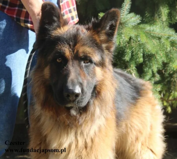 Pies do adopcji, Nowy Dwór Mazowiecki, 11 sierpnia 2025 (1/5)