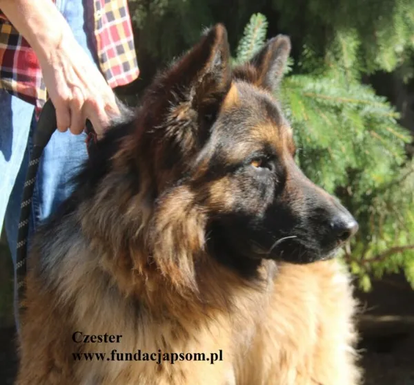 Pies do adopcji, Nowy Dwór Mazowiecki, 11 sierpnia 2025 (2/5)
