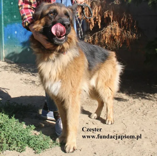 Pies do adopcji, Nowy Dwór Mazowiecki, 11 sierpnia 2025 (4/5)