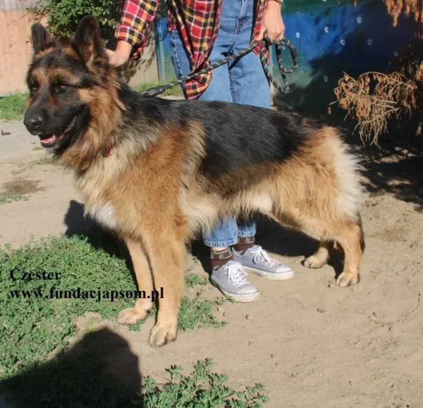 Pies do adopcji, Nowy Dwór Mazowiecki, 11 sierpnia 2025 (5/5)