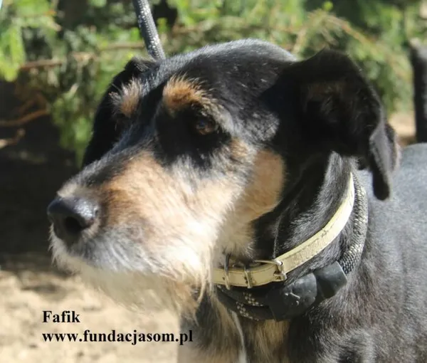 Pies do adopcji, Nowy Dwór Mazowiecki, 11 sierpnia 2025 (1/5)
